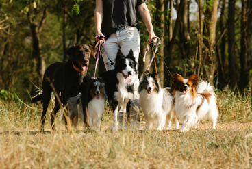 Pack Walks